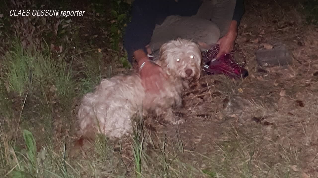 Hittade hunden – efter 8 månader