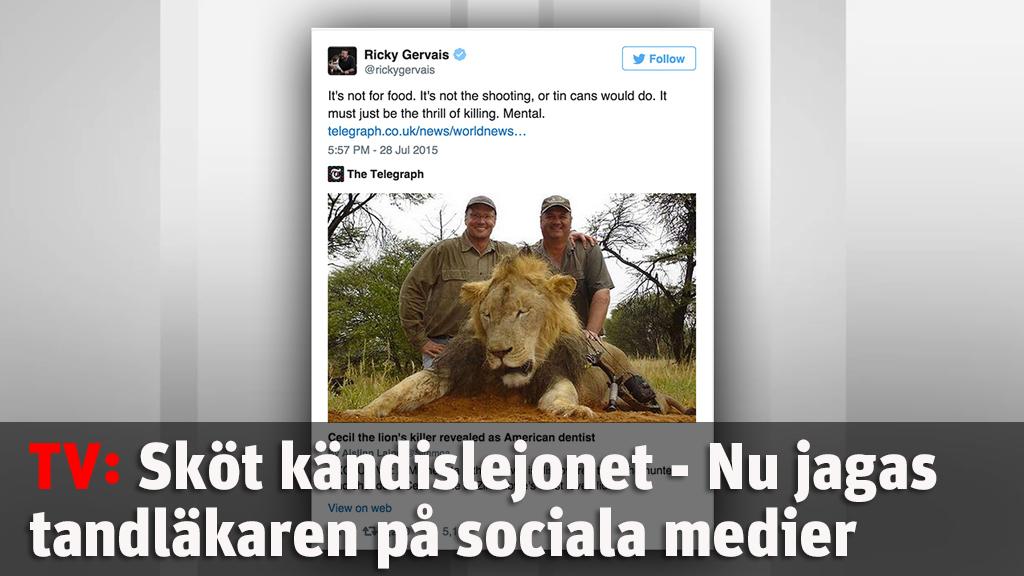 Lockade ut och sköt ihjäl kändislejon