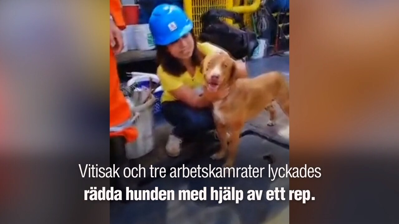 Här räddas utmattade hunden – mitt ute i havet