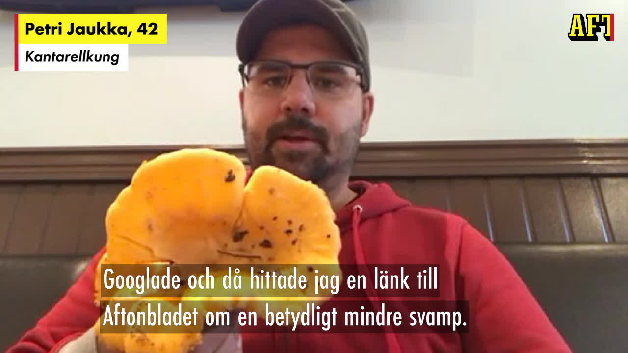 Så stor är jättekantarellen