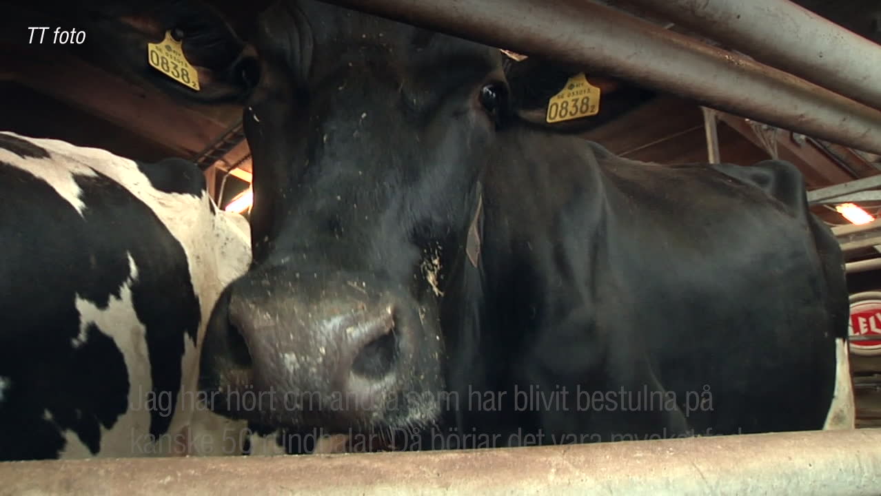 Annas höbalar stals – mitt i foderkrisen