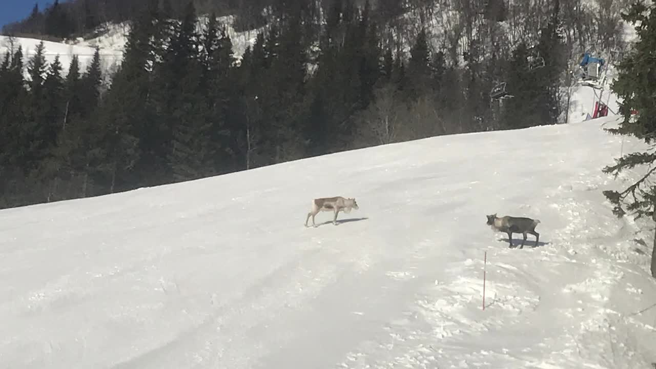 Johaugs förvåning: "Oj, oj, oj"