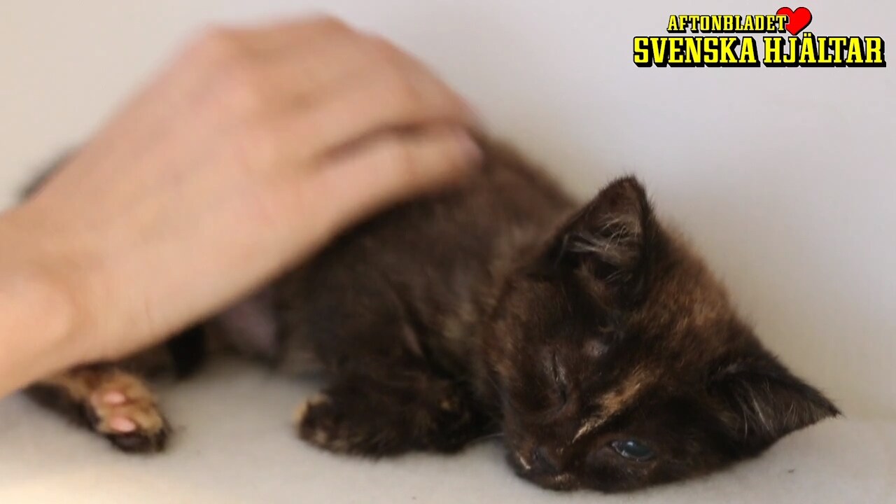 Kattungen Maui hittades på motorvägen – bredvid sin döda mor