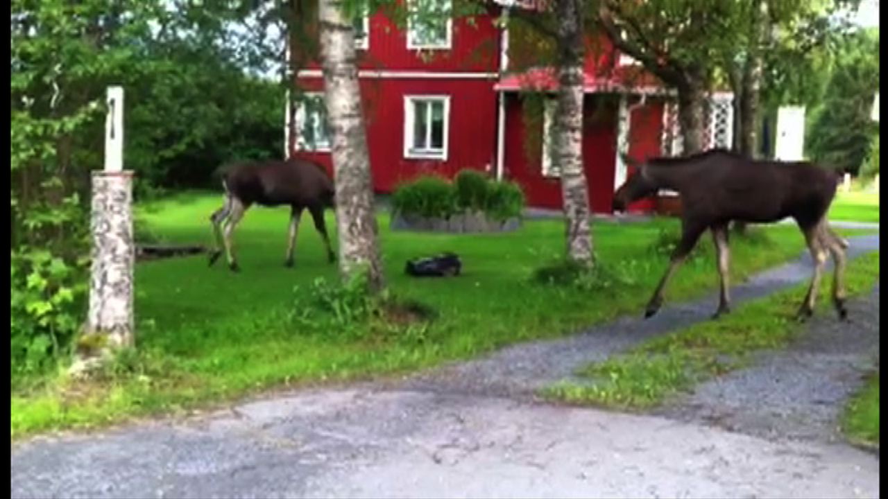 Här leker älgarna med gräsklipparen