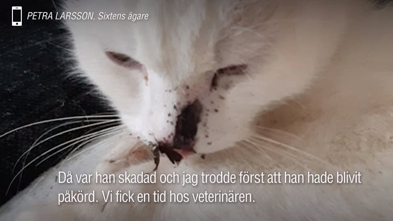 Katten Sixten skottskadad – har fortfarande kula i nacken