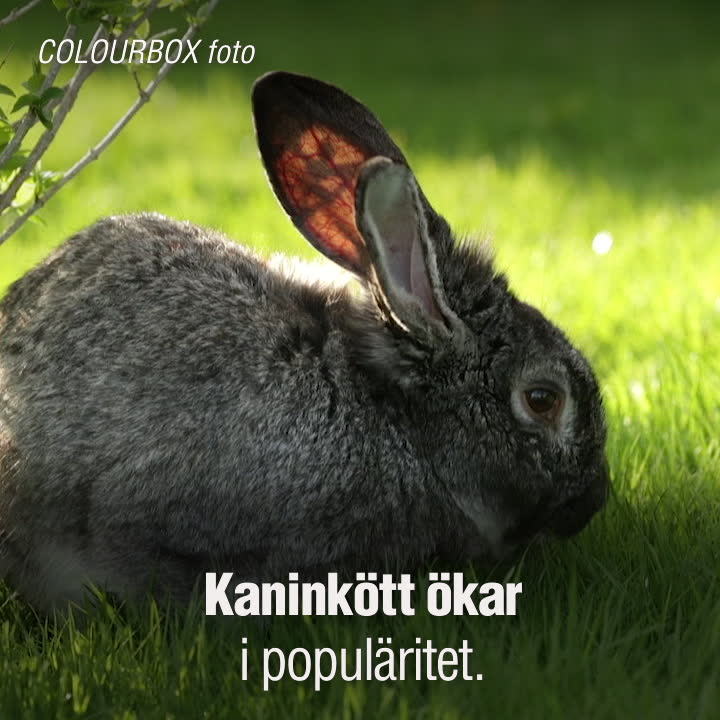 Nu börjar vi äta kaniner