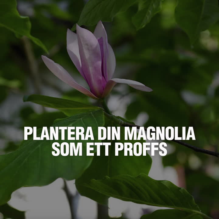 Plantera din magnolia som ett proffs