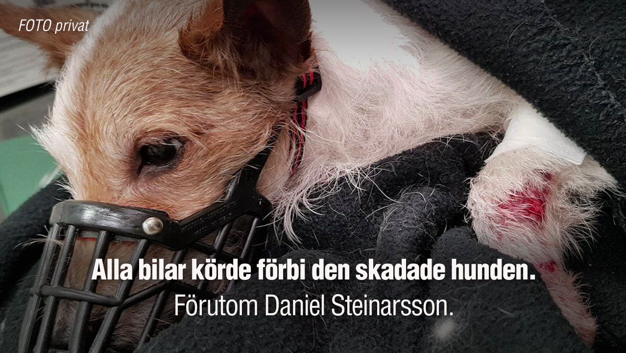 Daniel räddade livet på den dövblinda hunden