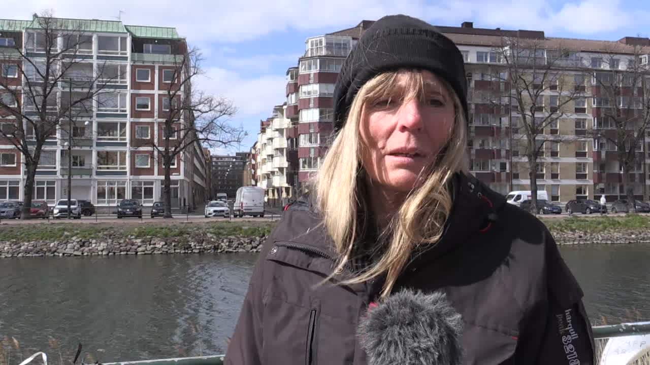 Malmöbor förbannade efter att svan skjutits ihjäl: ”Fy fan!”