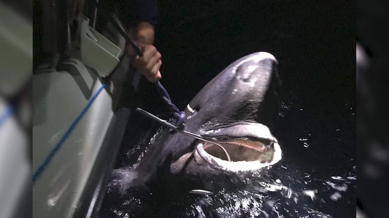 Mattias fiskade upp rekordhaj – mitt i natten