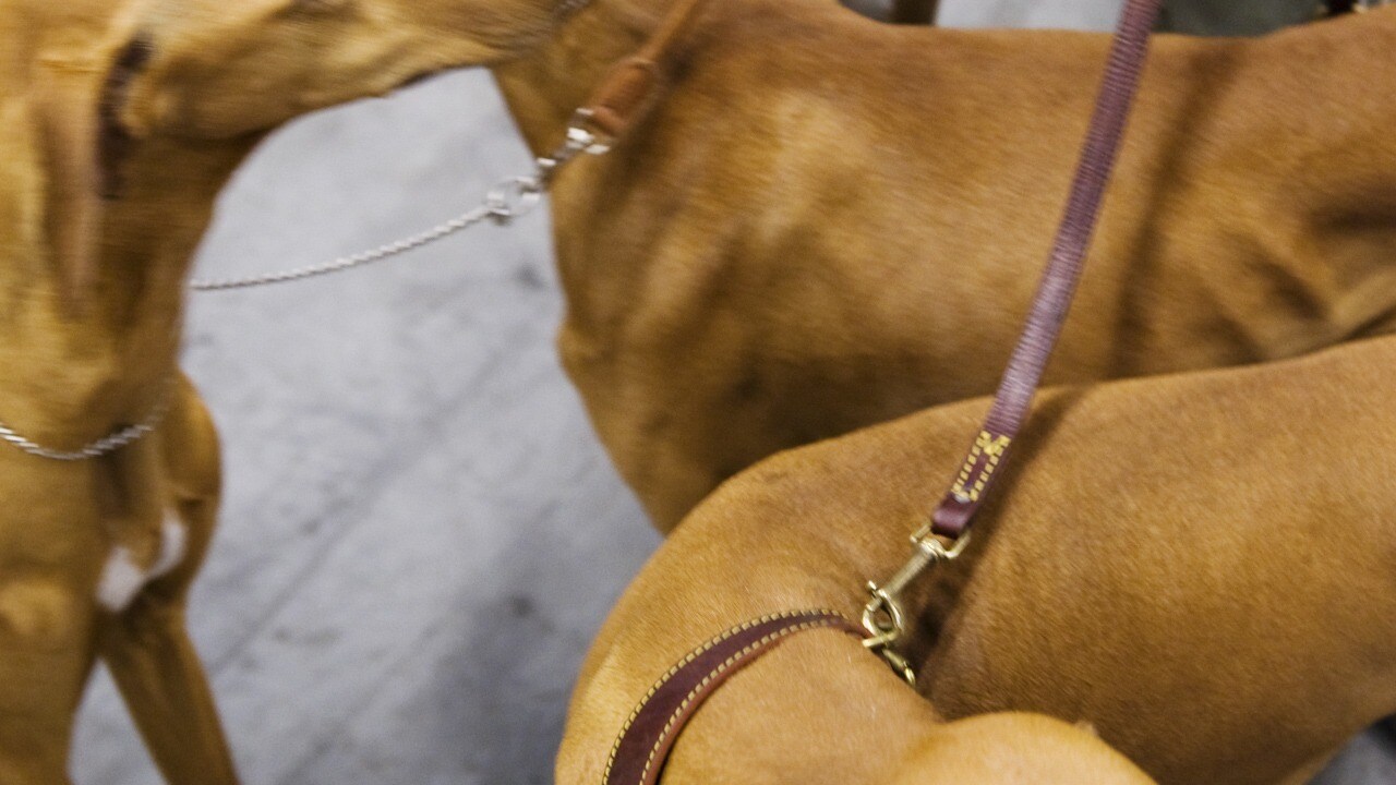 80 hundar omhändertagna efter räd mot uppfödare