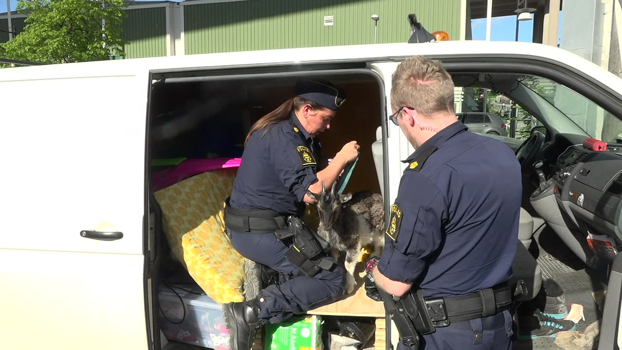 Här räddas geten ur kokheta bilen