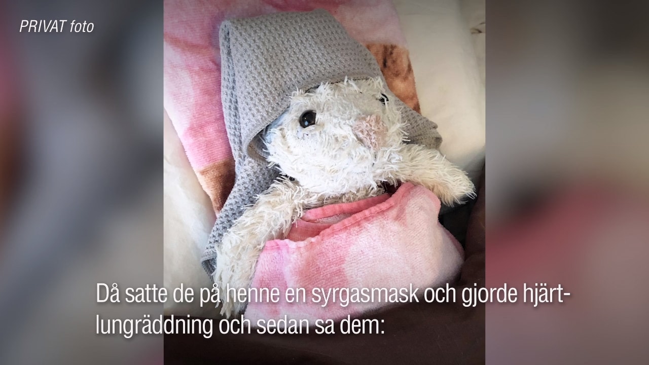 Isabelles gosedjur blev påkörd – då ryckte sjuksköterskorna ut