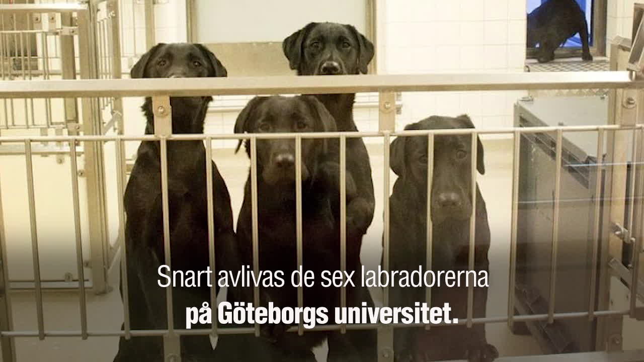 Anders Bagge om labradorerna: ”Gör mig så ledsen”