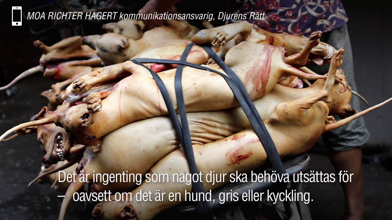 Här dödas tusentals hundar – för att säljas som mat
