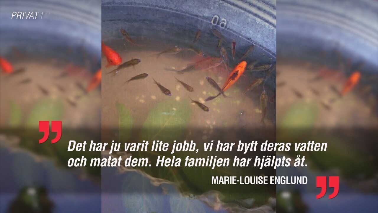 Fiskarnas damm var hotad – den här familjen tog hem dem