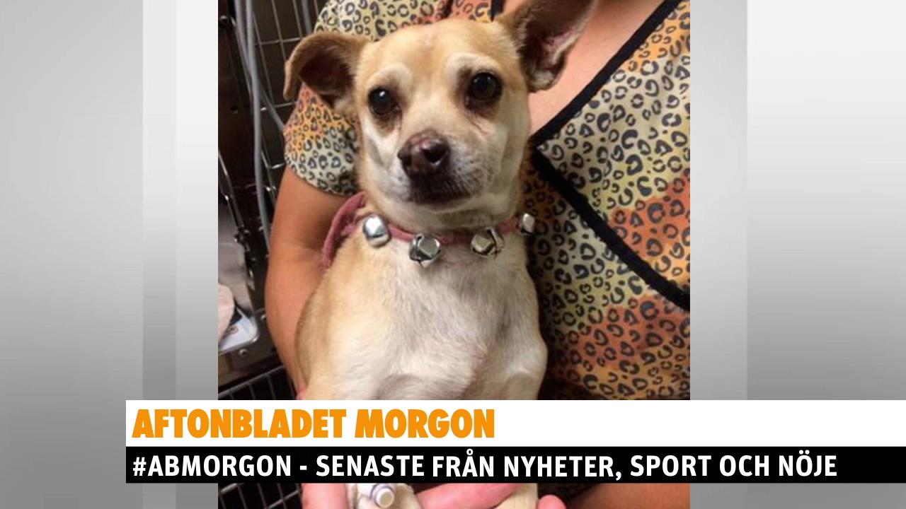 Hunden Jack testades positivt - för metamfetamin