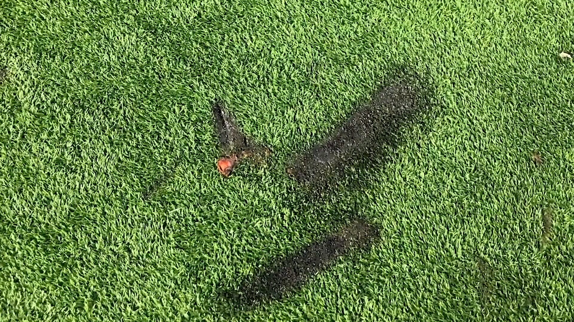 Norrköpings gräsmatta förstörd – nu tvingas DIF betala