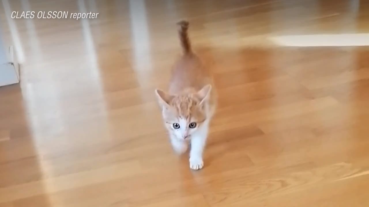 Stefan, 42, räddade Doris: ”Hade lite skrapsår på nosen – blev avkastad i farten”