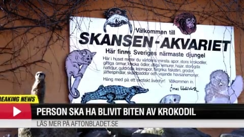 Person biten av krokodil på Skansenakvariet