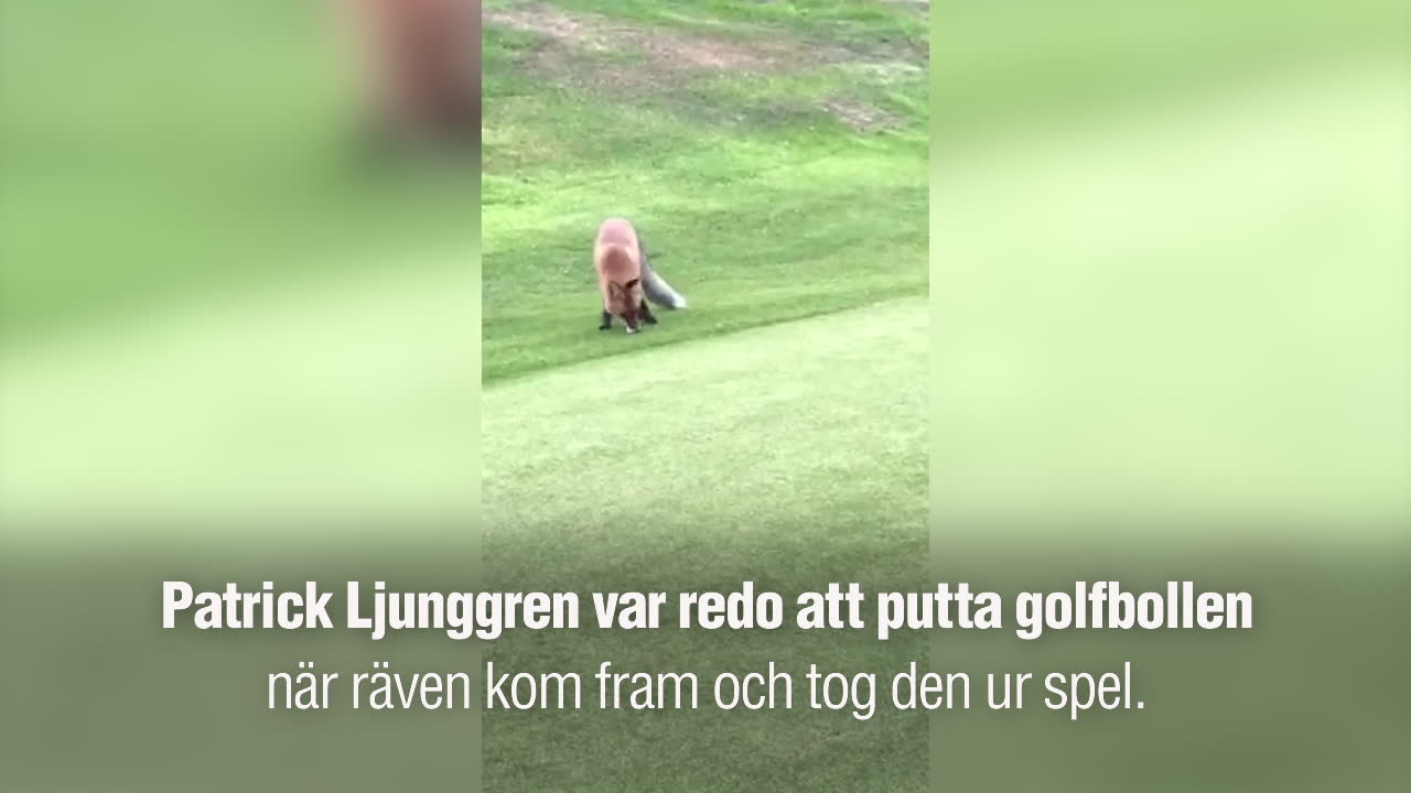 Se när räven snor åt sig golfbollen