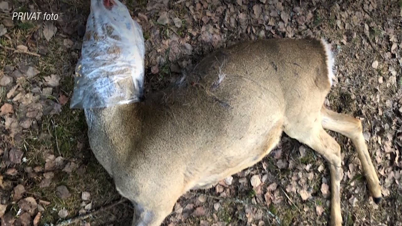 Rådjur fastnade i plastpåse – fick avlivas