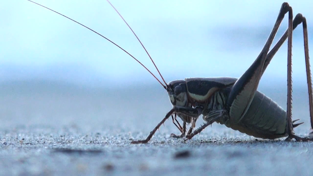 Insekterna minskar mer än vad man trott