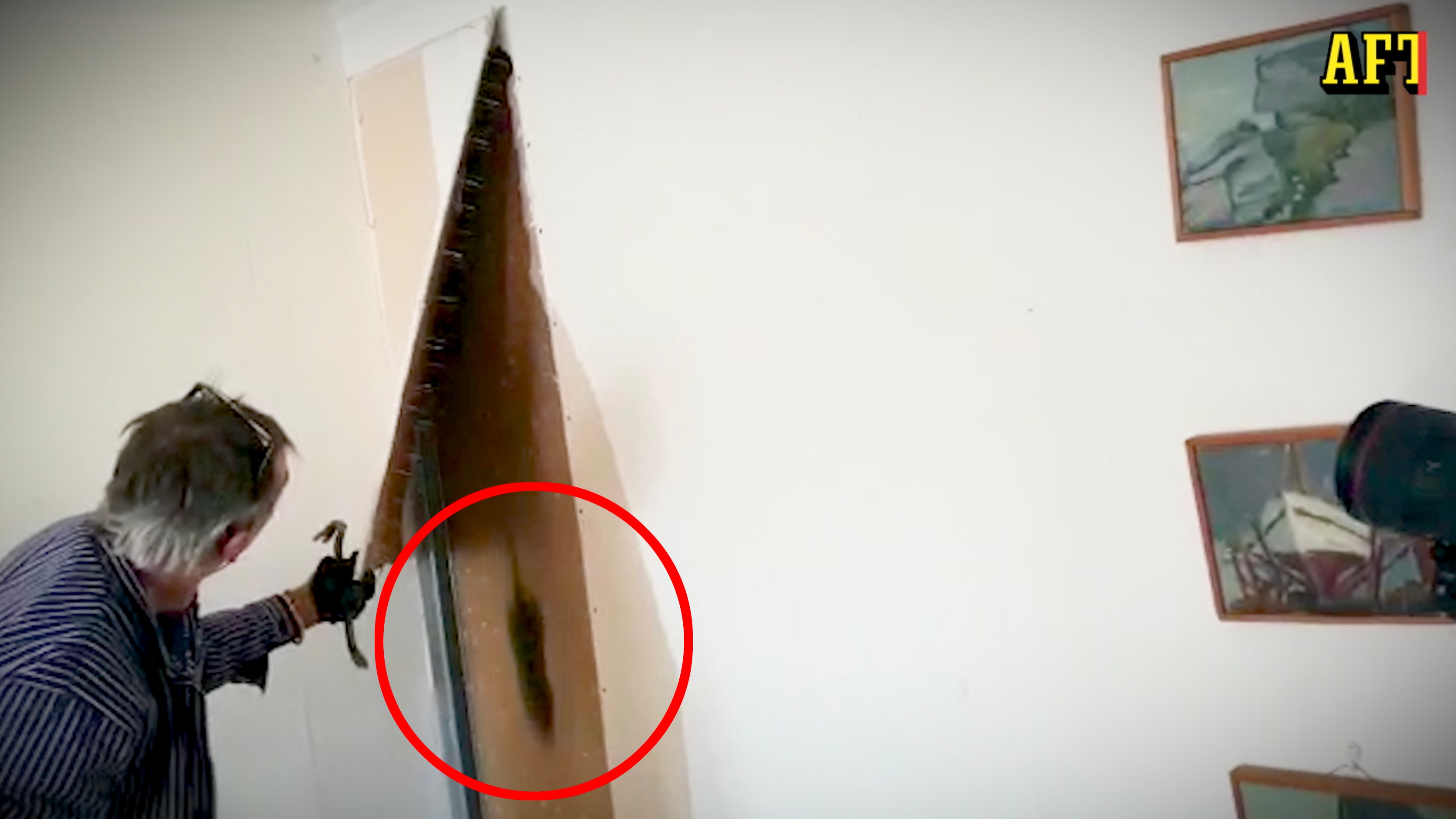 Råttinvasion i Evas lägenhet