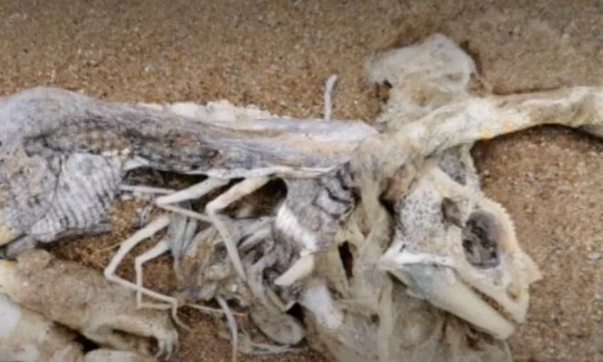 Mystiskt monster hittat i Skottland