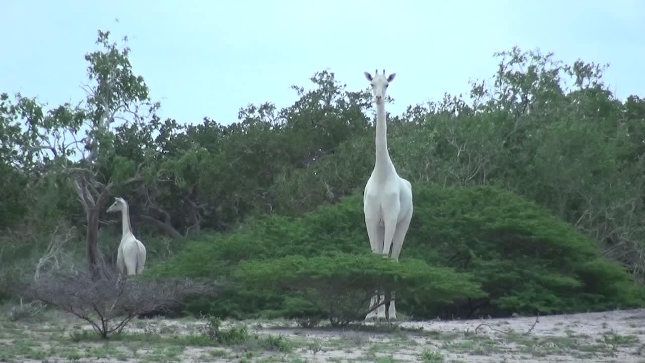 Vita giraffer fångades på film i Kenya(!)