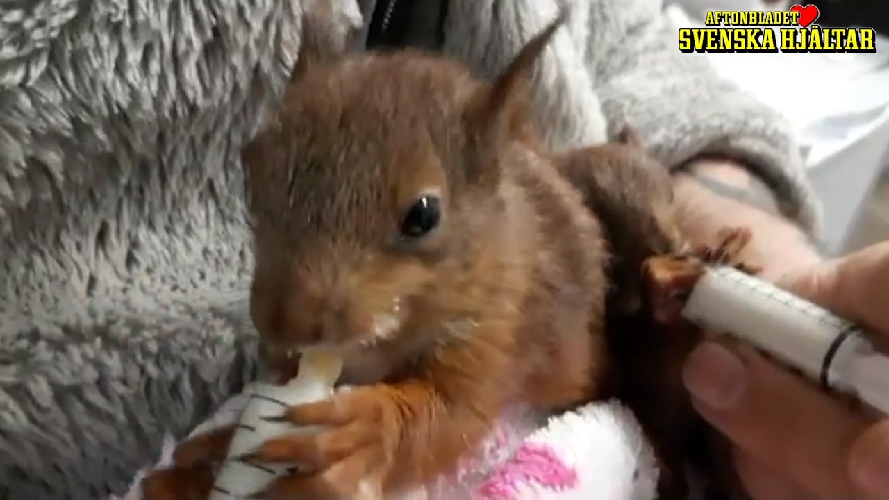 Se hur ekorrungarna rehabiliteras efter fallet