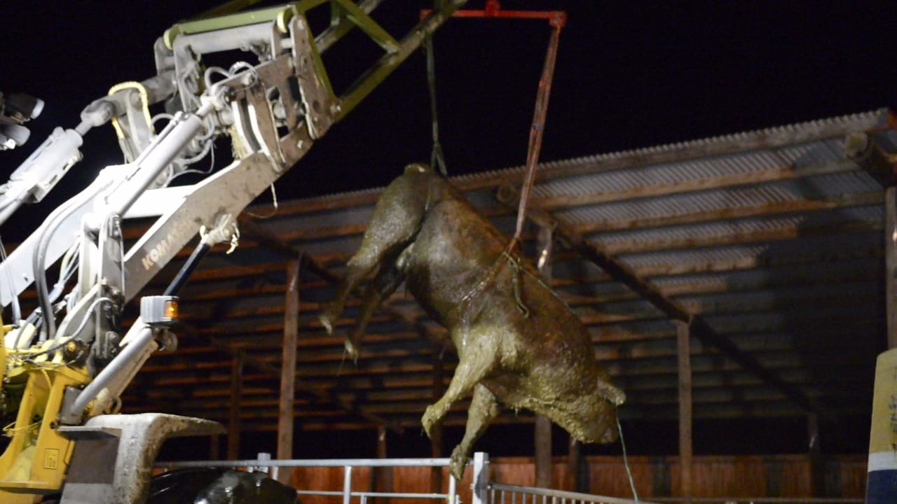 Här räddas den enorma tjuren – från gödselbrunnen