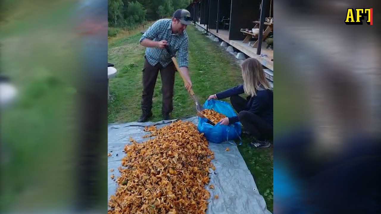 Familjen hittade 109 kilo kantareller