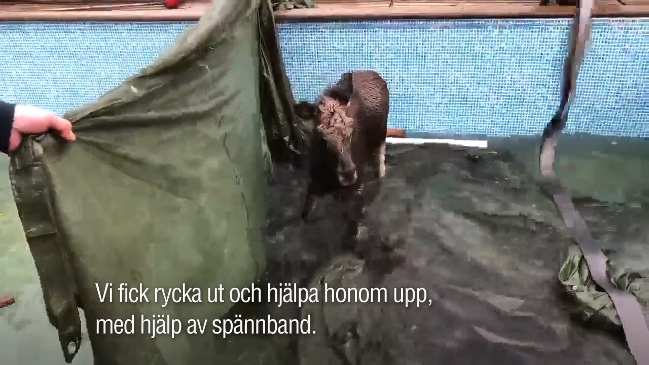 Här hjälper räddningstjänsten älgkalven upp ur poolen