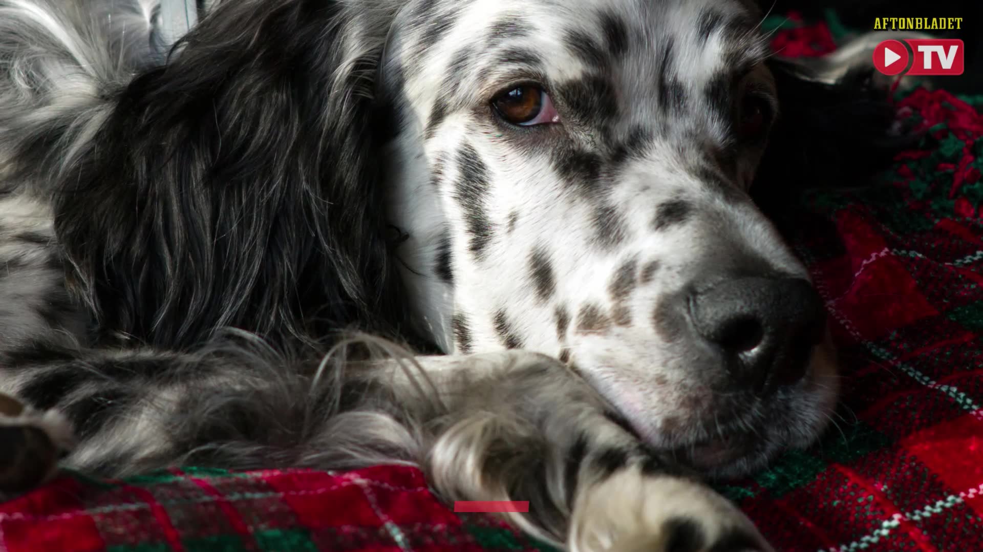 Nu får matte och husse får vara hemma med sjuk hund