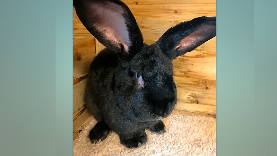 Rekordkaninen dog - nu stämmer ägaren flygbolaget