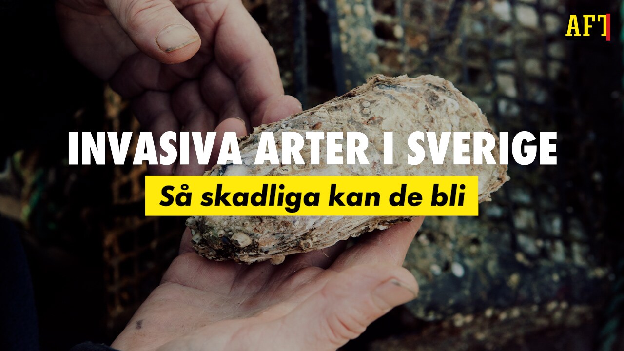 Invasiva arter i Sverige – så skadliga kan de bli