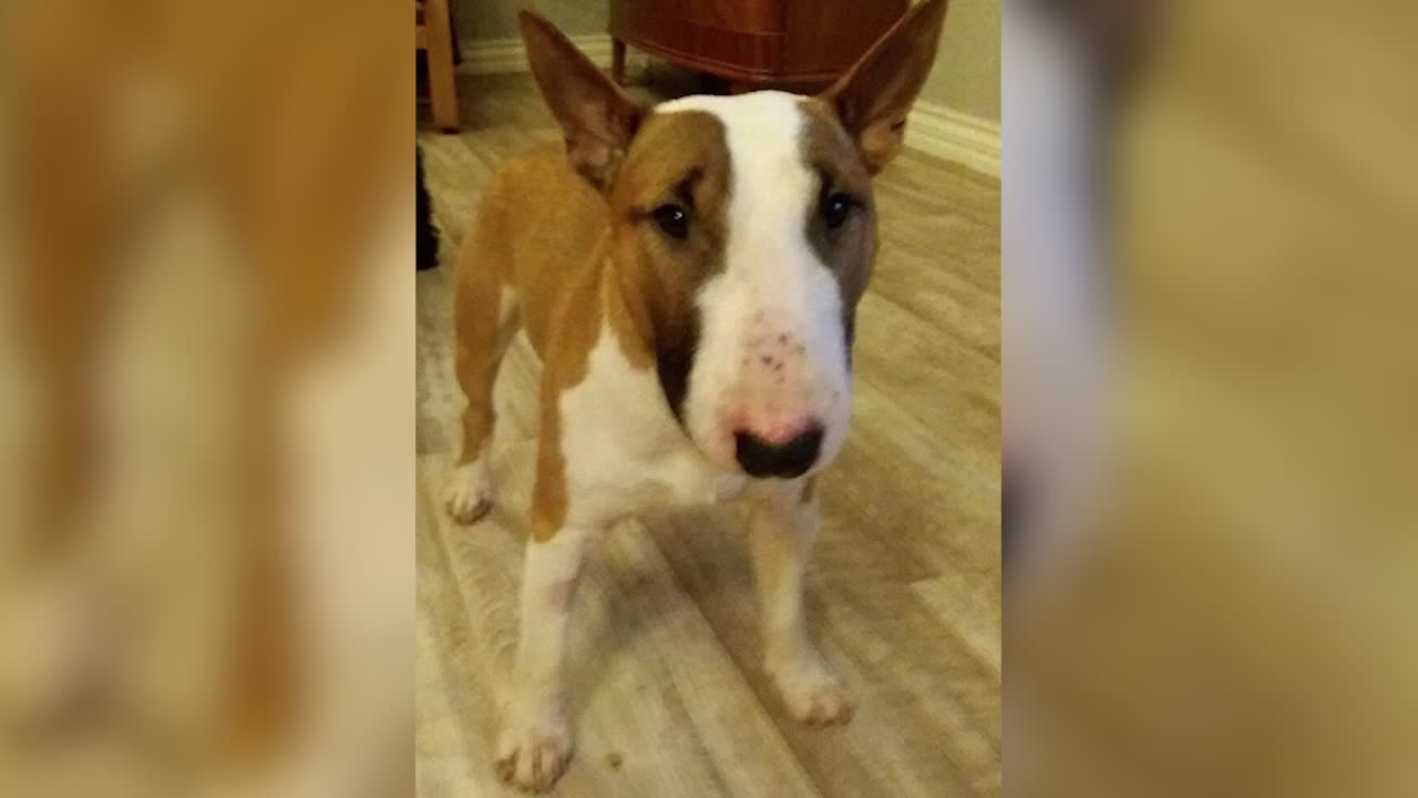 Hunden Ralf försvann – hittades efter fem dygn av kompisen