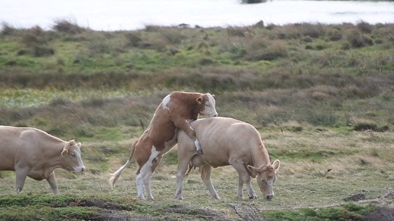 Här stoppas ”Mästarnas mästare” – av älskande kor