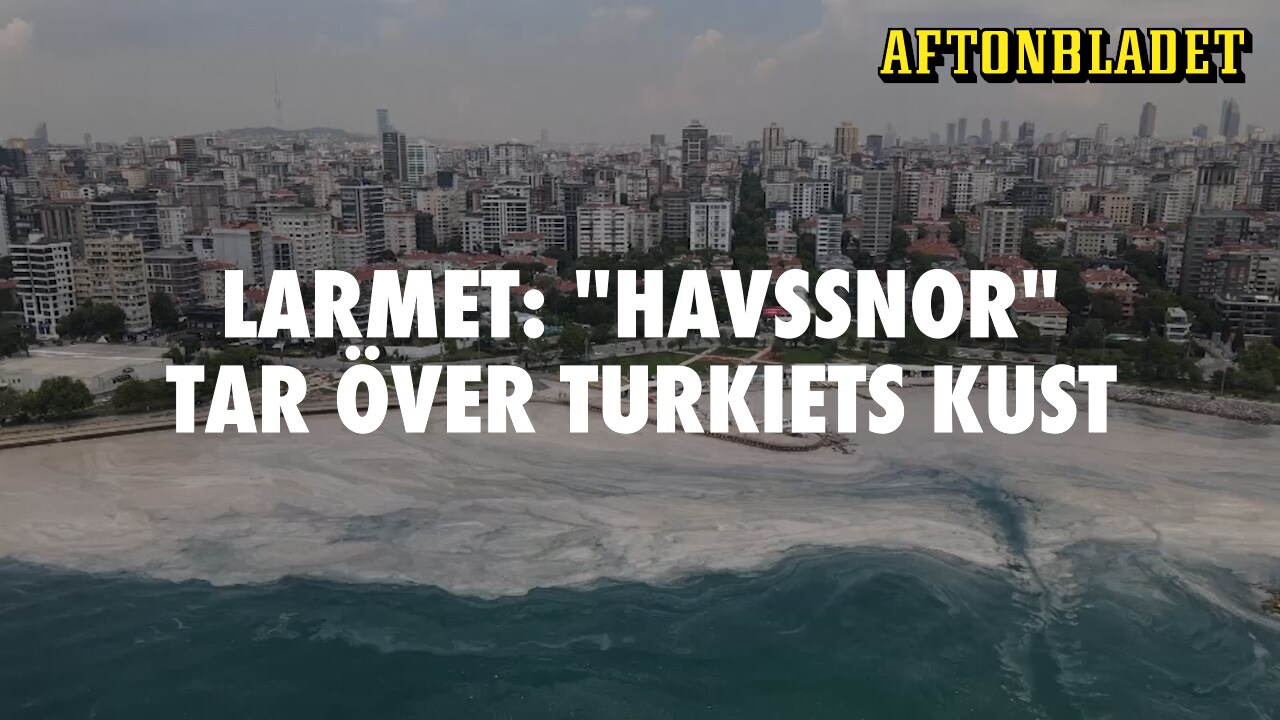 Larmet: "Havssnor" tar över Turkiets kust