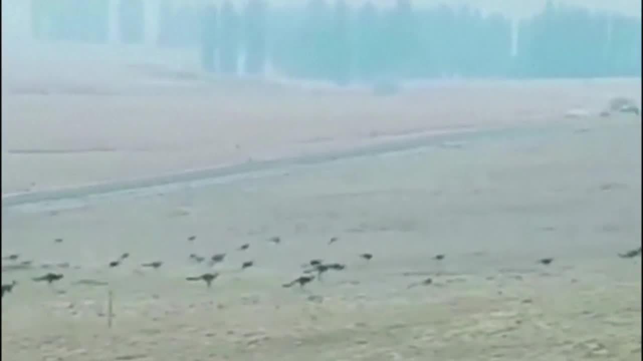 Se kusliga bilderna – kängururna flyr i massor