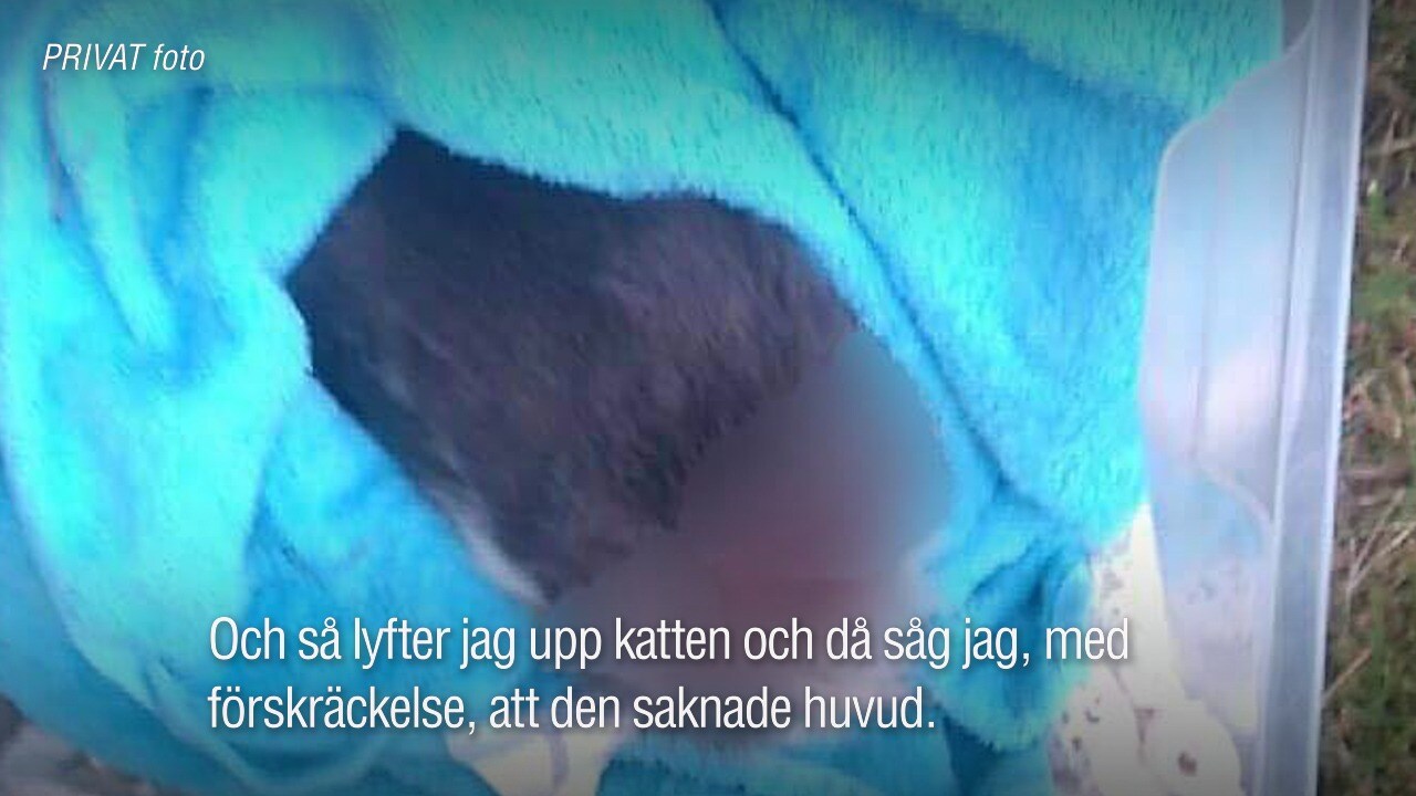 Pavlina hittade död katt – som saknade sitt huvud