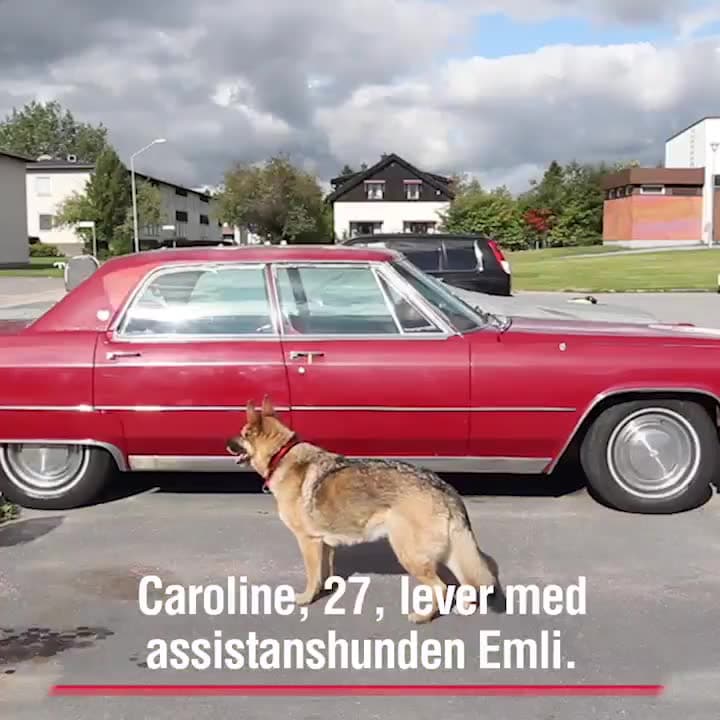 Schäfern Emli räddade Caroline efter cancern