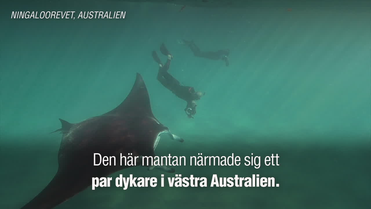 Här ber rockan om hjälp – dykaren klipper bort krokarna