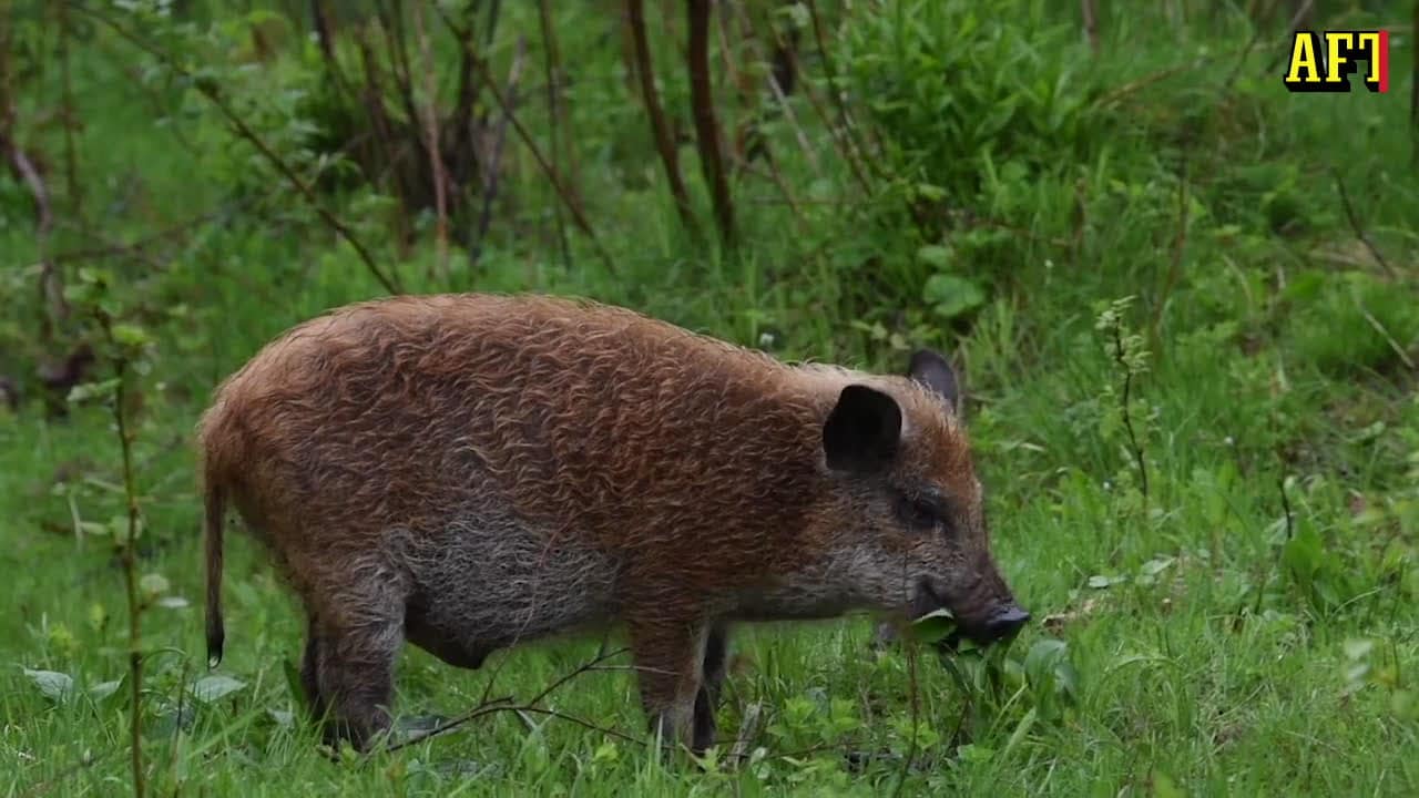 Så smittar Afrikansk svinpest