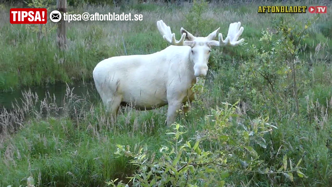 Den vita älgen Ferdinand är försvunnen