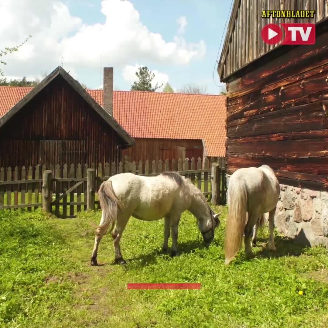 Så många hästar finns det i Sverige