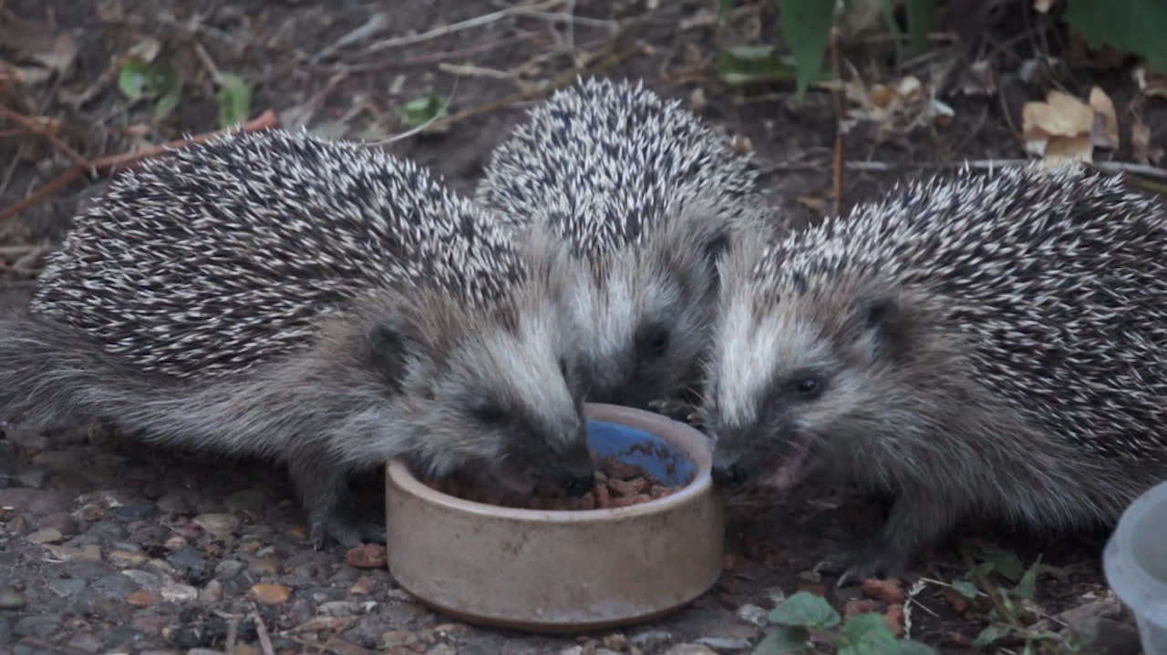 Lars driver en restaurang – för igelkottar