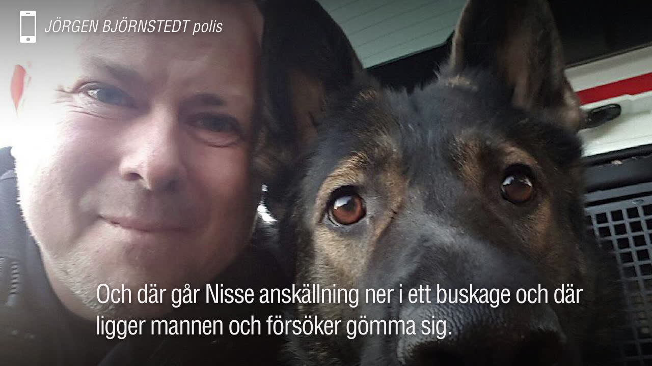 Polishunden Nisse tog fast tjuv – nu hyllas han