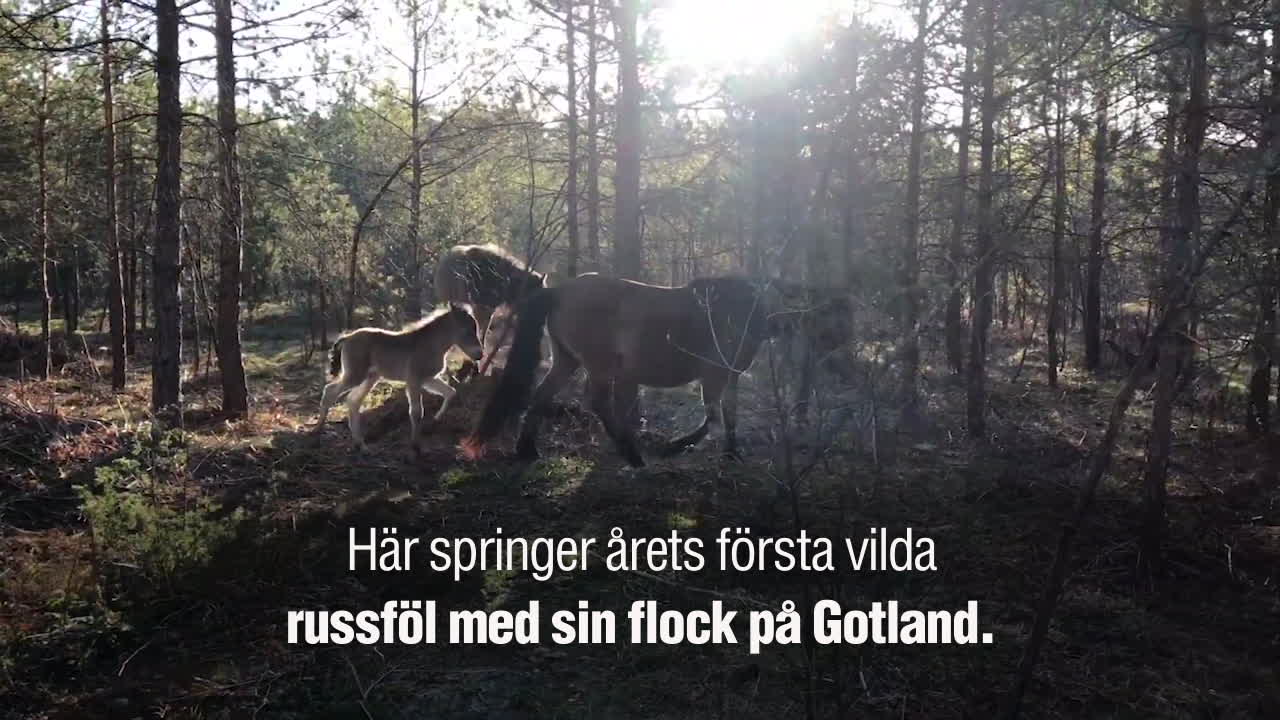 Se när russfölet springer med sin flock